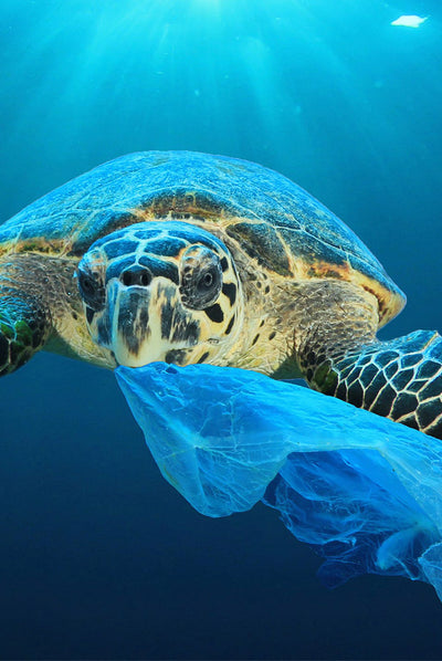 Support Sea Shepherd & Fight Plastic Pollution